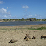 Thumb for Bonaire and Aruba
